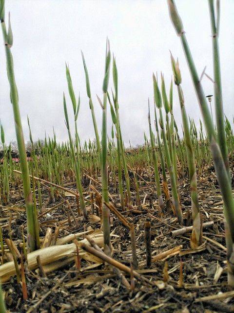 物候规律的诗句