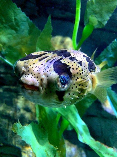 物候规律的诗句