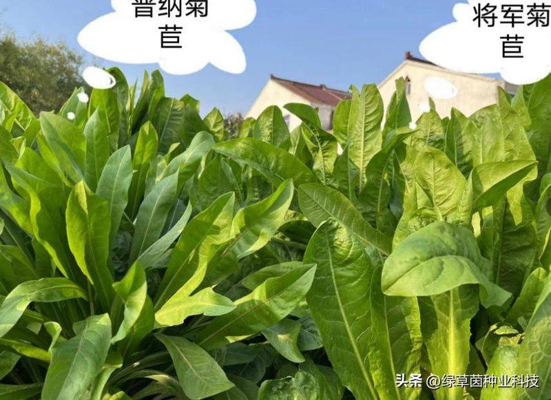 俄罗斯饲料菜种子种植技术