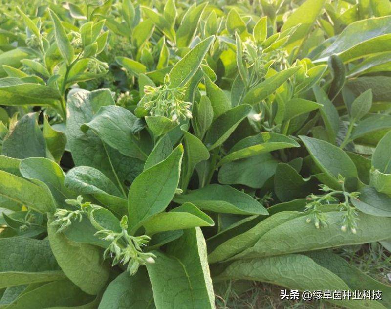 俄罗斯饲料菜种子种植技术