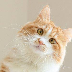 桥梁加固维修技术