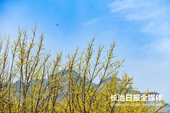 那儿收购山茱萸价格