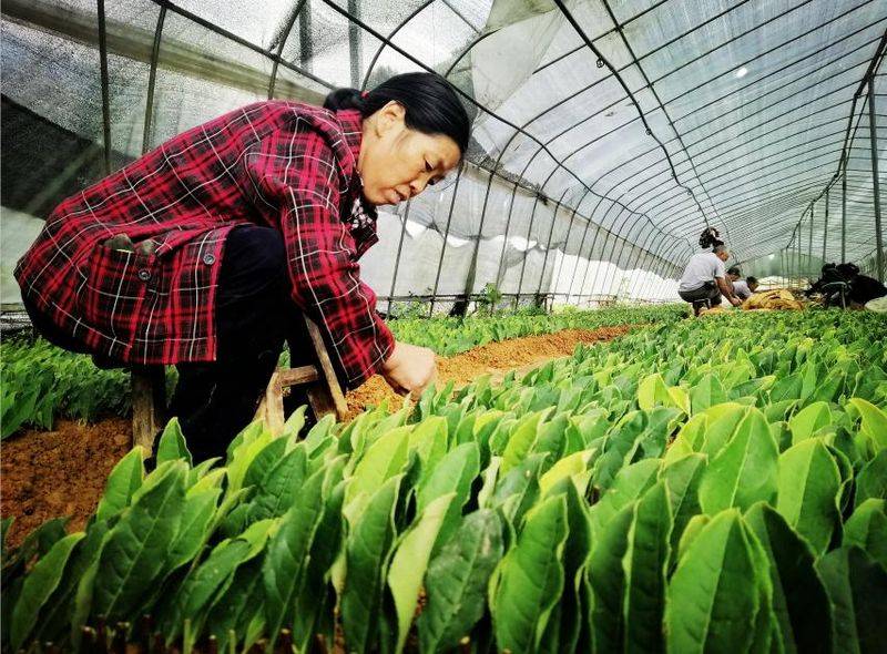 黄金茶苗种植技术