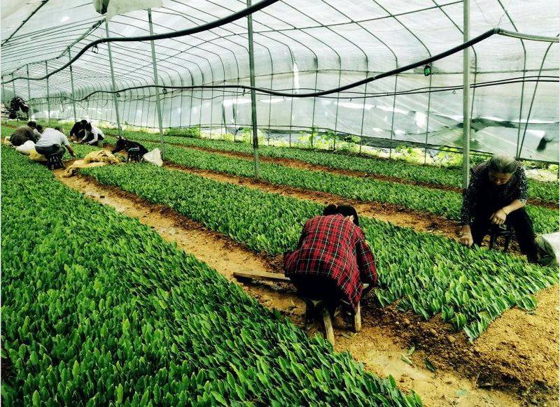 黄金茶苗种植技术