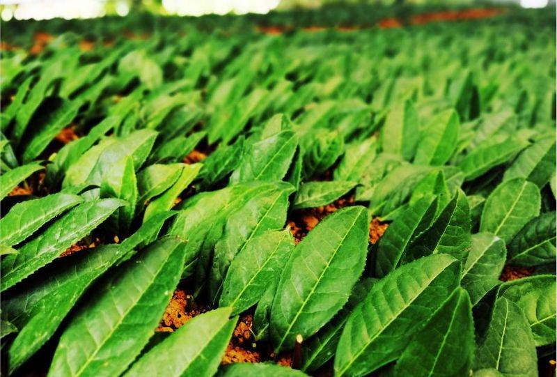 黄金茶苗种植技术