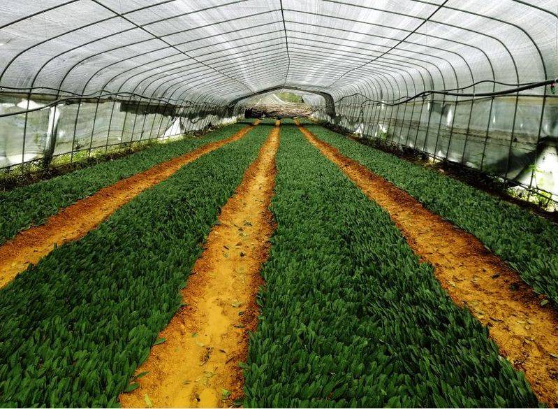 黄金茶苗种植技术