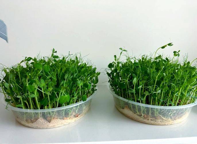 豌豆苗及其种植方法技术