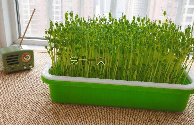 豌豆苗种植方法