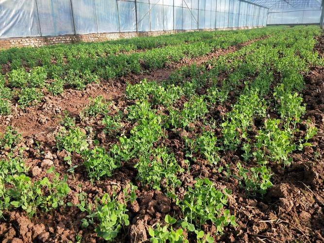 豌豆苗种植方法