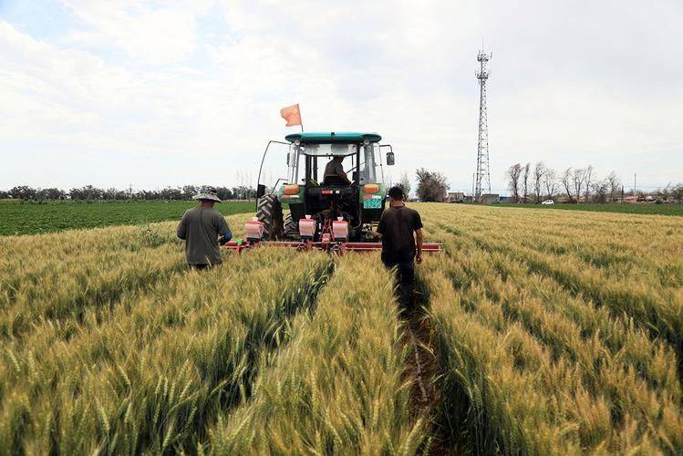 小白菜种植技术视频