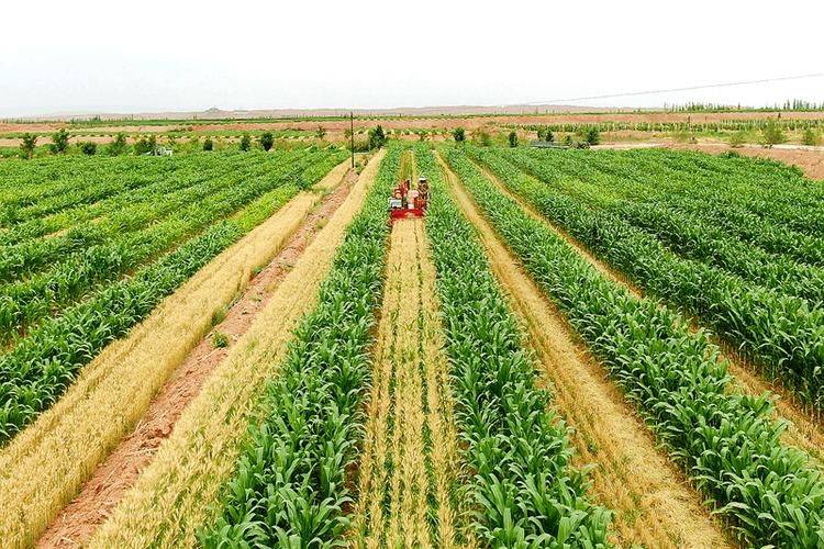 小白菜种植技术视频