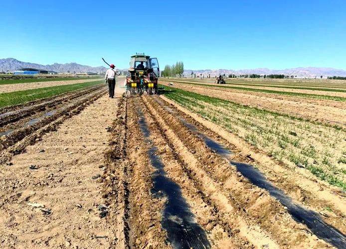 小白菜种植技术视频