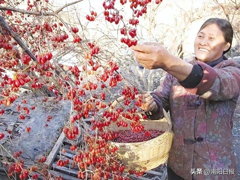 那儿收购山茱萸价格