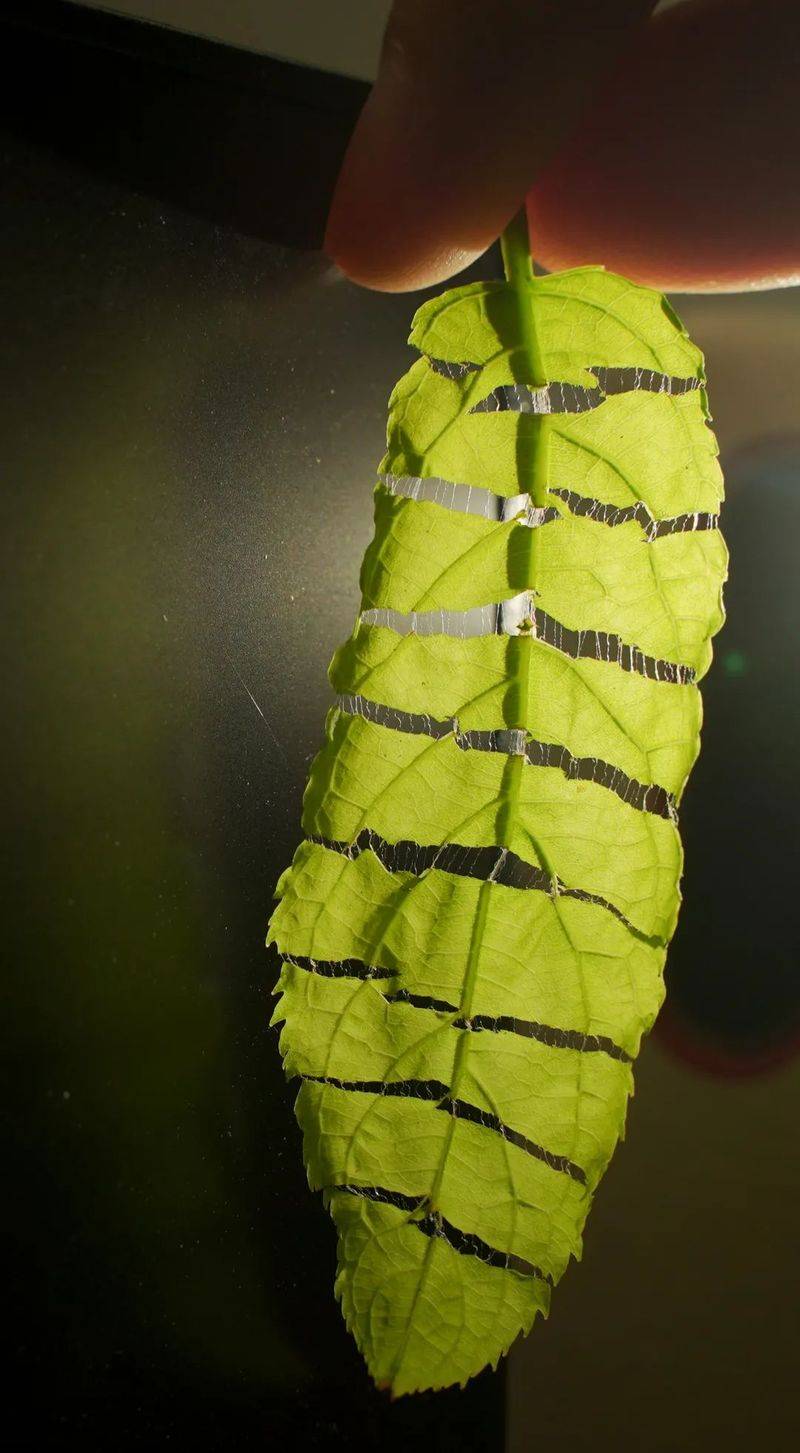 杜仲种子怎么种植技术