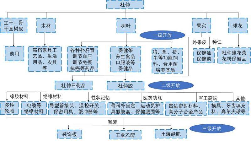 杜仲种子怎么种植技术
