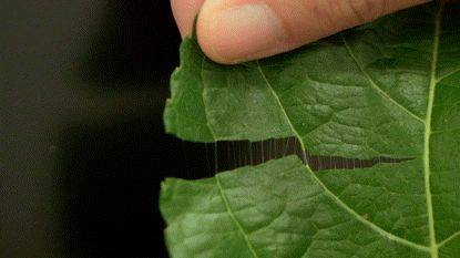 杜仲种子怎么种植技术