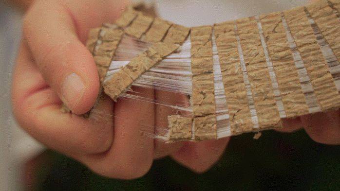 杜仲种子怎么种植技术