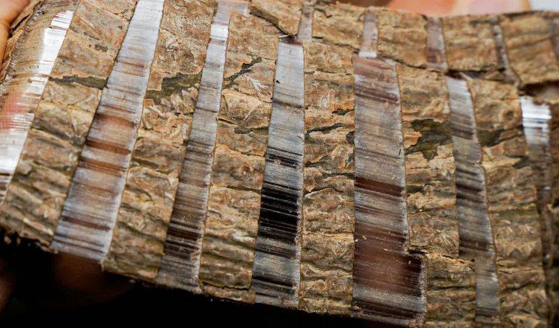 杜仲种子怎么种植技术