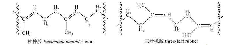 杜仲种子怎么种植技术