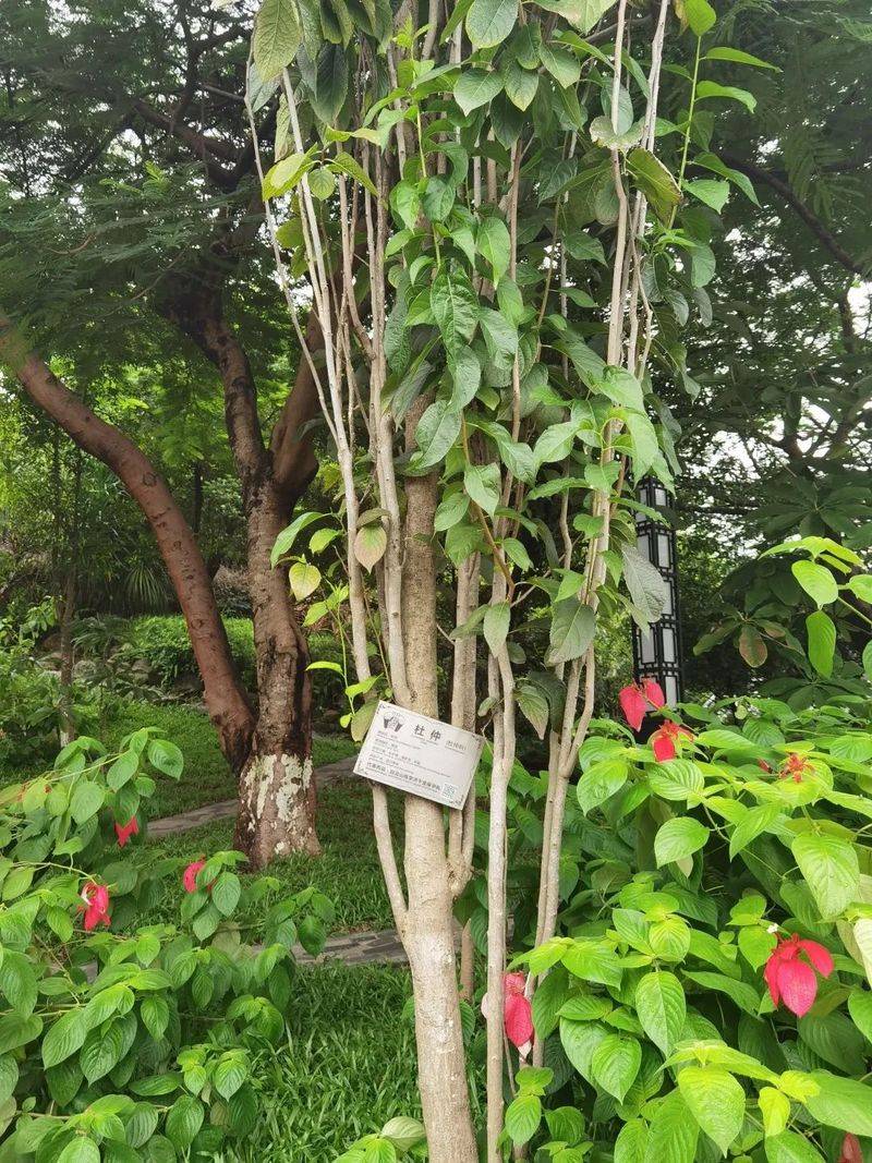 杜仲种子怎么种植技术