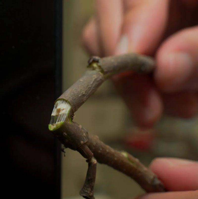 杜仲种子怎么种植技术