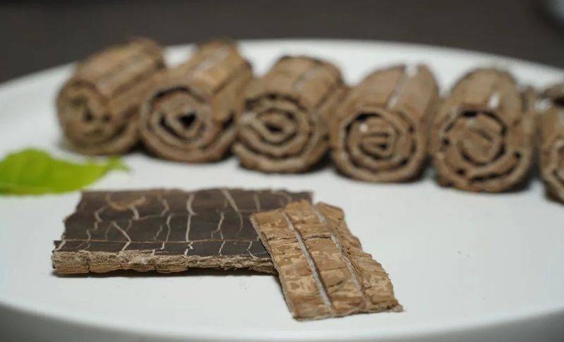 杜仲种子怎么种植技术