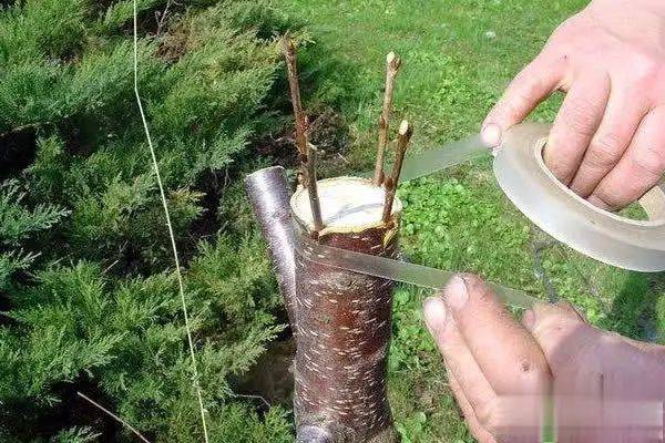 盆栽红枫的种植方法