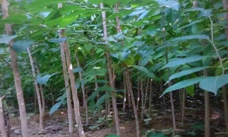 经济林树种杜仲广泛用于园林绿化