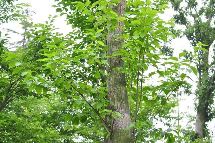 杜仲种子怎么种植技术