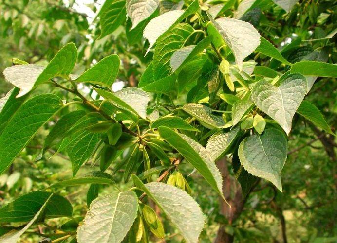 杜仲种子怎么种植技术