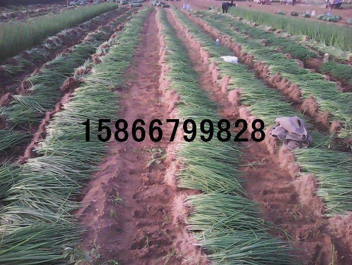 大葱种植技术图片