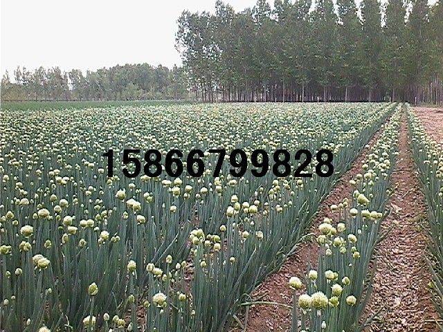 大葱种植技术图片