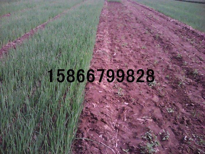 大葱种植技术图片