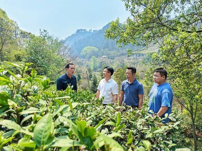 杜仲种子怎么种植技术