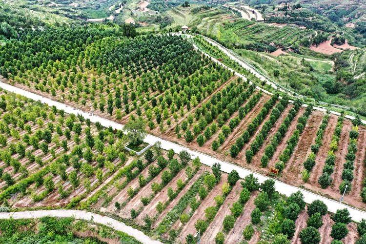 杜仲种子怎么种植技术