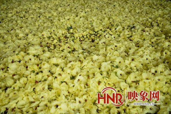 黄蜀葵的种植方法