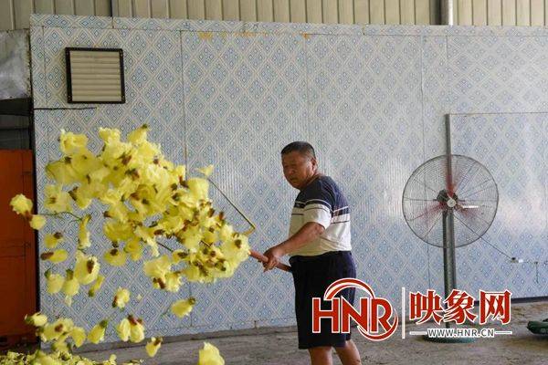 黄蜀葵的种植方法