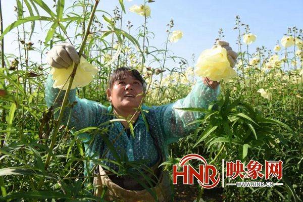 黄蜀葵的种植方法