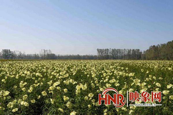 黄蜀葵的种植方法