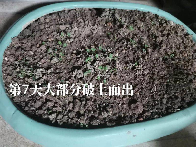 荆芥的种植技术