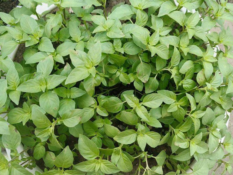 荆芥的种植技术