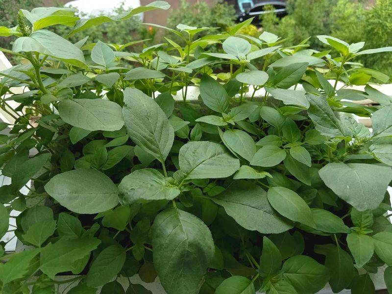 荆芥的种植技术