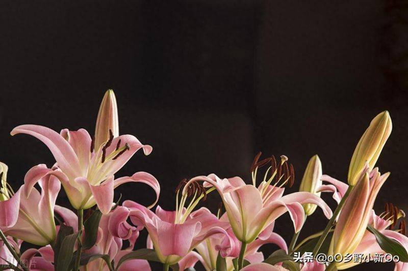 百合花种植方法