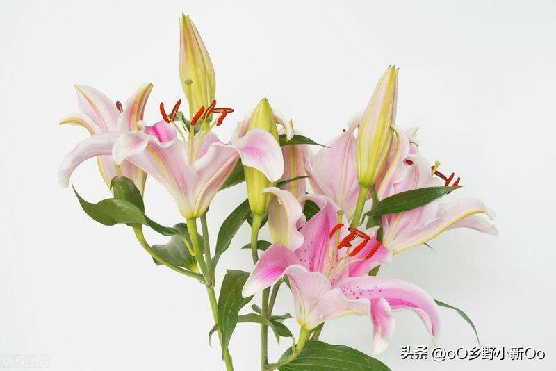 百合花种植方法