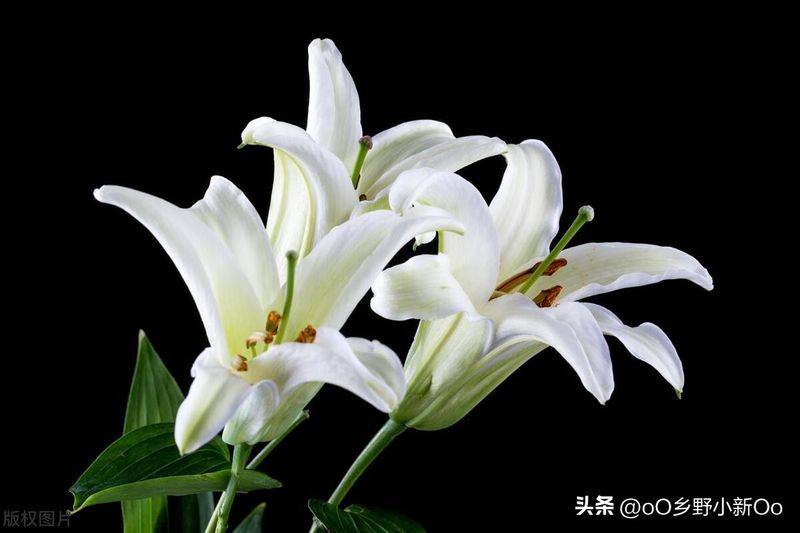 百合花种植方法