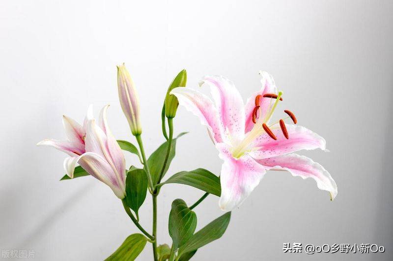 百合花种植方法