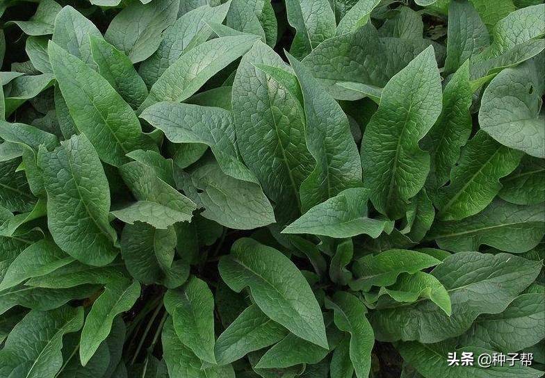 俄罗斯饲料菜种子种植技术