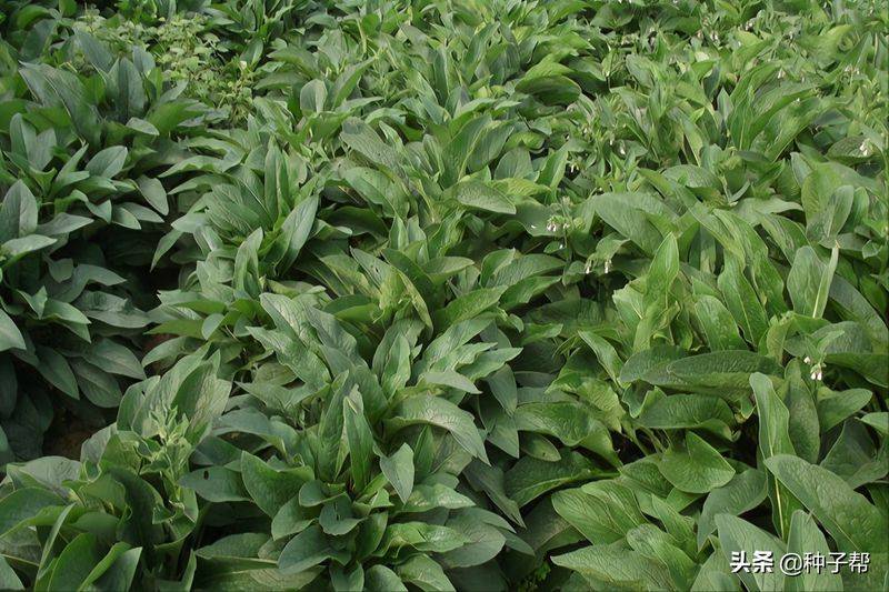 俄罗斯饲料菜种子种植技术