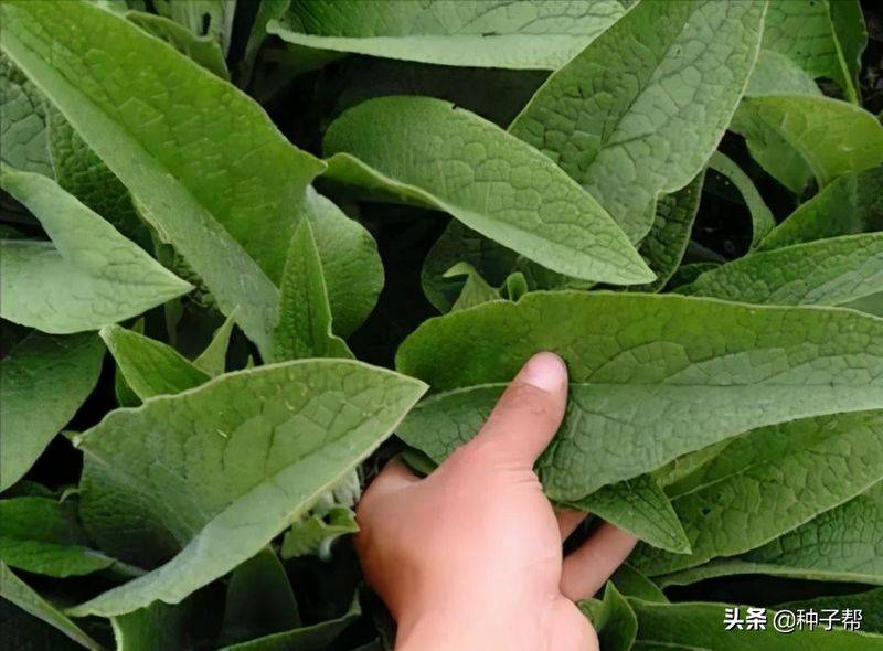 俄罗斯饲料菜种子种植技术