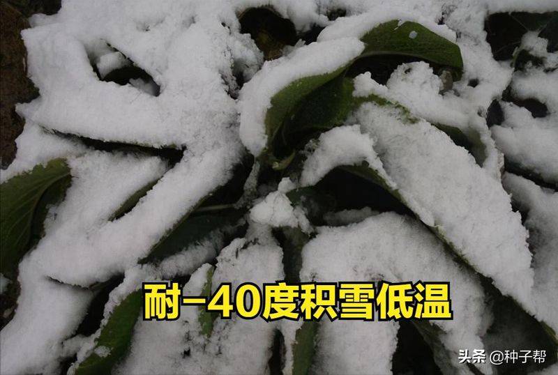 俄罗斯饲料菜种子种植技术